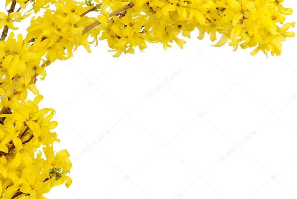 Yellow spring blossoms border