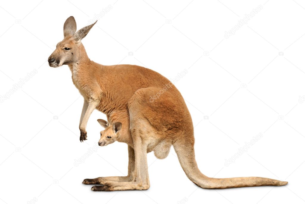 Isolated kangaroo with cute Joey