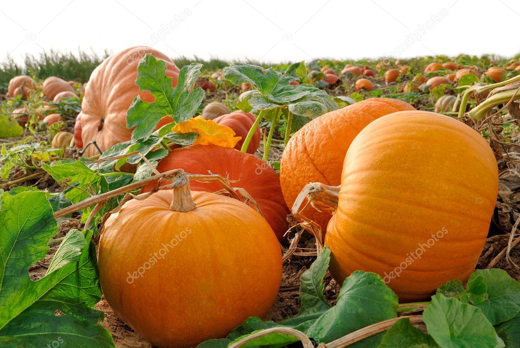 Pumpkins on a field