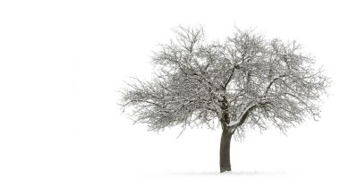 Snow-covered single tree with copyspace clipart