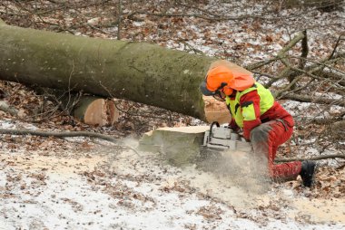 Lumberman felling an old tree clipart