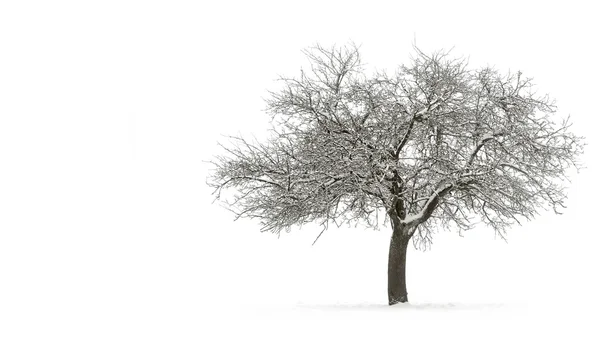 Засніжене одиночне дерево з копійкою — стокове фото