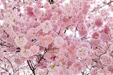 Outdoor shot filled with beautiful cherry blossoms in their smooth pink tones clipart