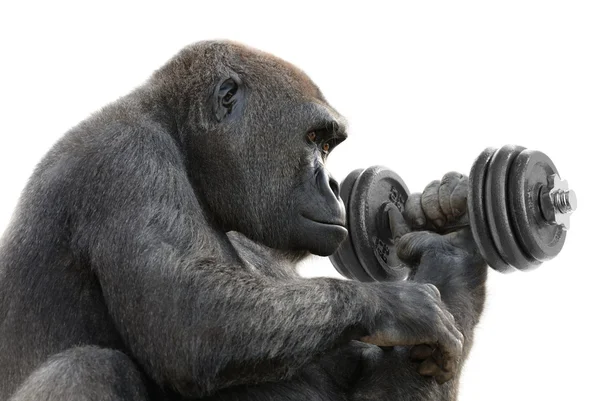 Gorilla working out with a dumbbell — Stock Photo, Image