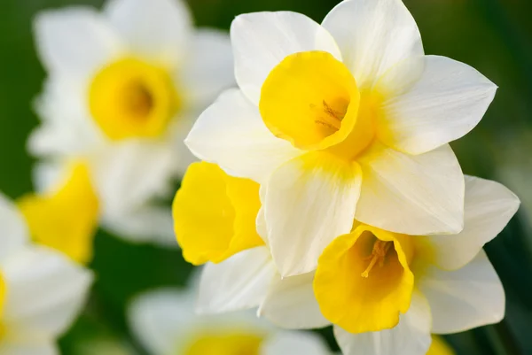 Lindos Narcisos Branco Amarelo Foco Raso — Fotografia de Stock