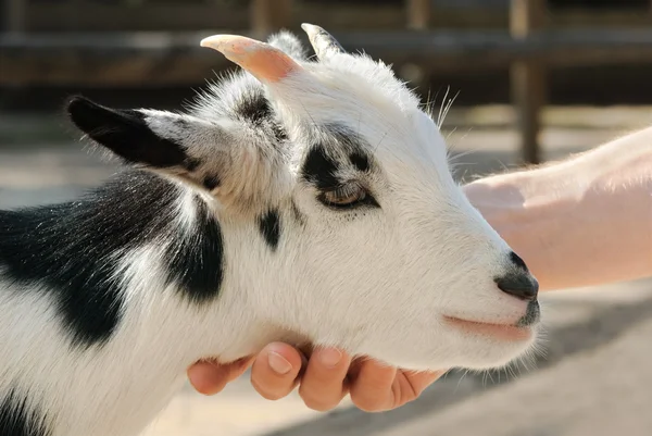 Pequena cabra adorável sendo acariciada — Fotografia de Stock