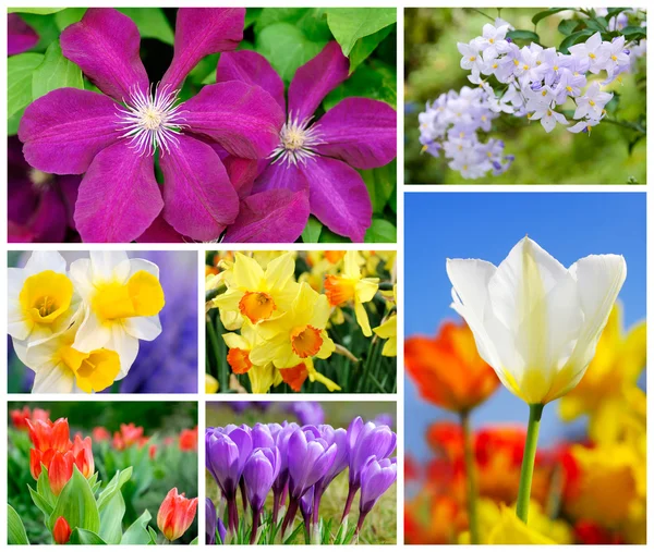 Conjunto colorido de 7 fotos de flores — Fotografia de Stock