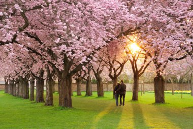 A richly blossoming cherry tree garden at sunset being peacefully enjoyed by a walking couple clipart