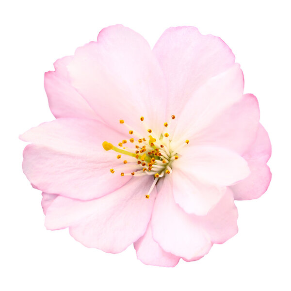 Close-up of a delicate bright pink cherry blossom on white background