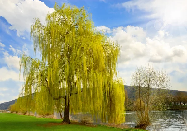 공원에서 아름 다운 수 양 버드 나무 — 스톡 사진