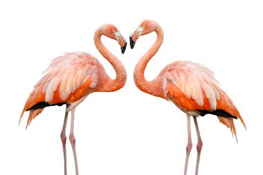 Two beautiful flamingos in love clipart
