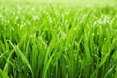 Close up of fresh thick grass with water drops in the early morning clipart