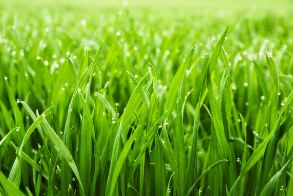 Рано утром закройте свежую густую траву каплями воды
