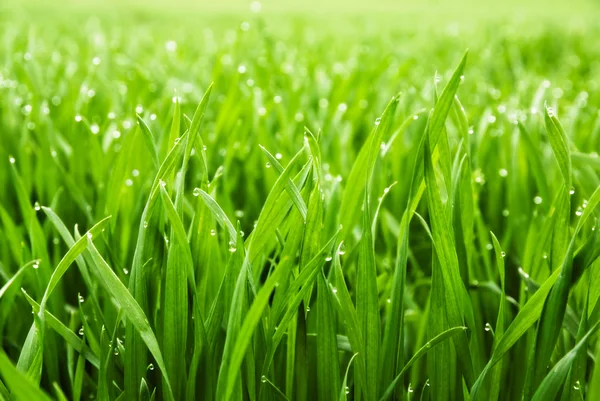 Nahaufnahme Von Frischem Dichtem Gras Mit Wassertropfen Frühen Morgen Stockbild