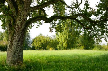 Serene landscape bordered by a tree clipart