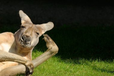 Kangaroo in hilarious posture clipart