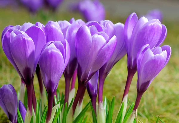 Groupe de crocus violets — Photo