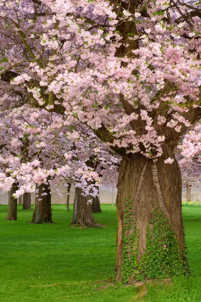 Underbara körsbärsträd blommande — Stockfoto