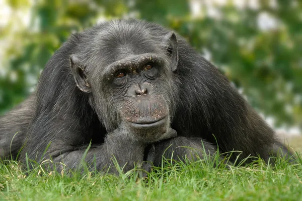Симпатичный шимпанзе с отражающей осанкой — стоковое фото