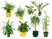 acht verschiedene Zimmerpflanzen in einem Set