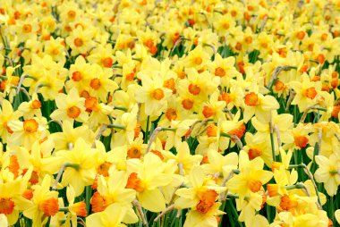 The yellow joy of springtime clipart