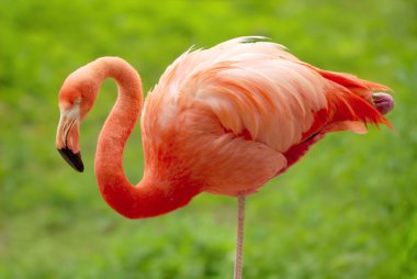 Flamingo over green background clipart