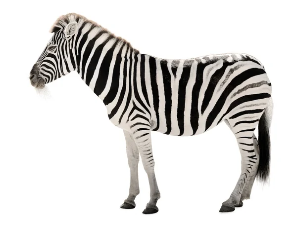 stock image Gorgeous zebra on white background