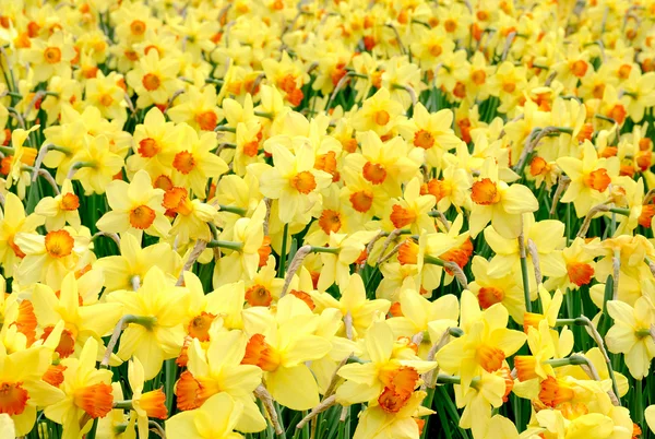 Bahar sarı sevinç — Stok fotoğraf