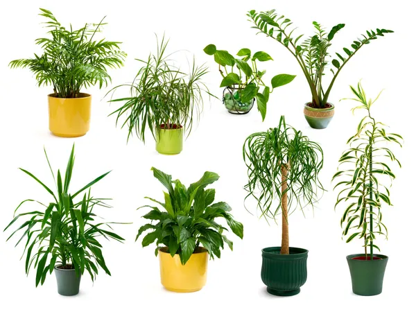 Oito plantas interiores diferentes em um conjunto — Fotografia de Stock