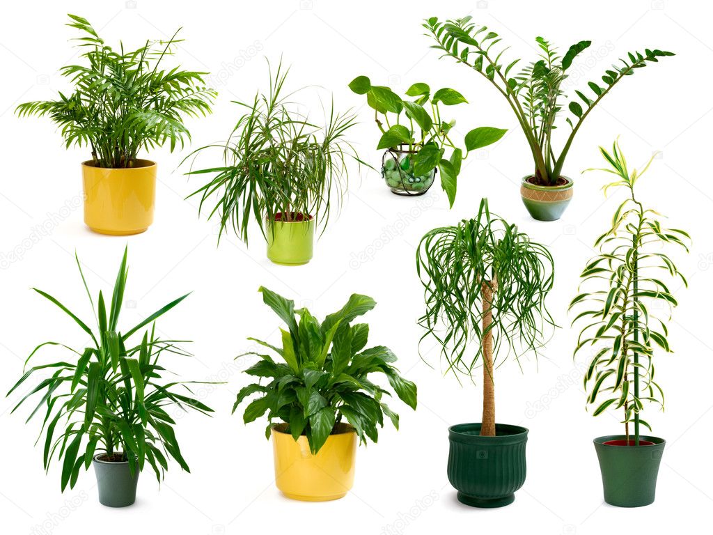 Eight different indoor plants in a set