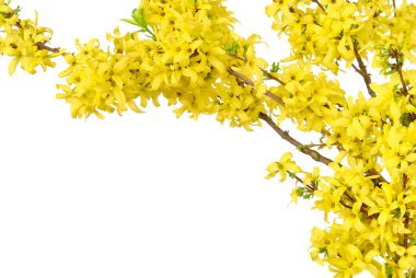 Border of yellow spring blossoms clipart