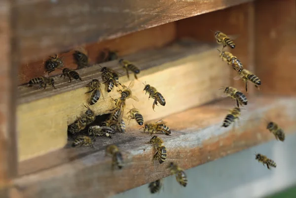 Медоносные пчелы летят в свой улей — стоковое фото
