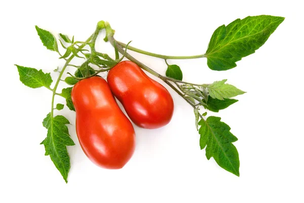 Reife Tomaten mit frischen Blättern — Stockfoto