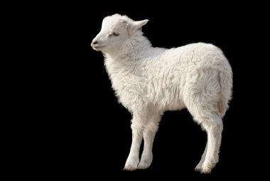 Cute fluffy lamb on black background clipart