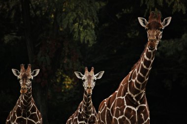 Three giraffe live in park clipart