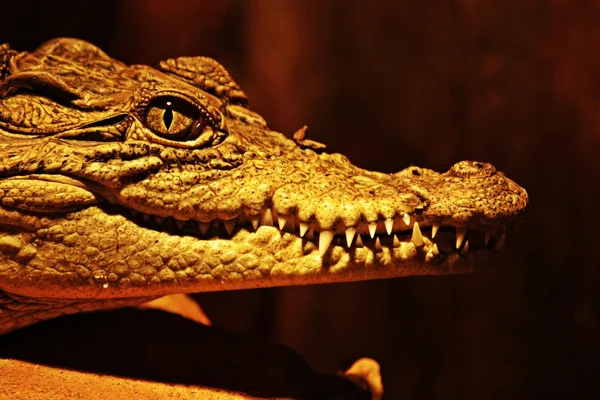 Aligator σαγόνι, το μάτι και τα δόντια — Φωτογραφία Αρχείου