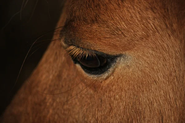 stock image Pony eye