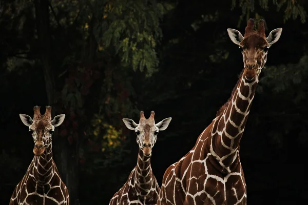 Stock image Three giraffe live in park