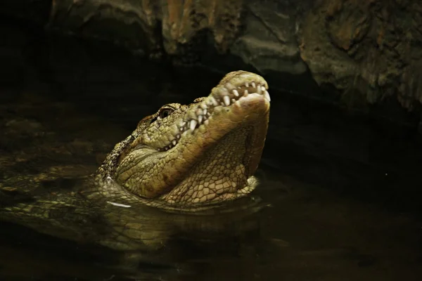 Alligator head of the water — Stock Photo, Image