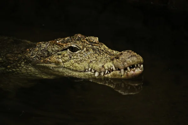 Alligator Kopf des Wassers — Stockfoto