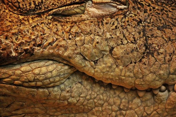 Withe teeth of alligator — Stock Photo, Image