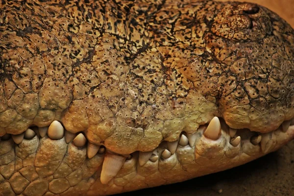 With teeth of alligator — Stock Photo, Image