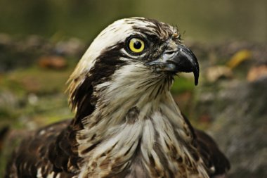 Vahşi hayvan: bir kartal