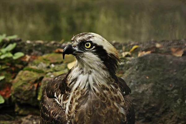 Vahşi hayvan: bir kartal