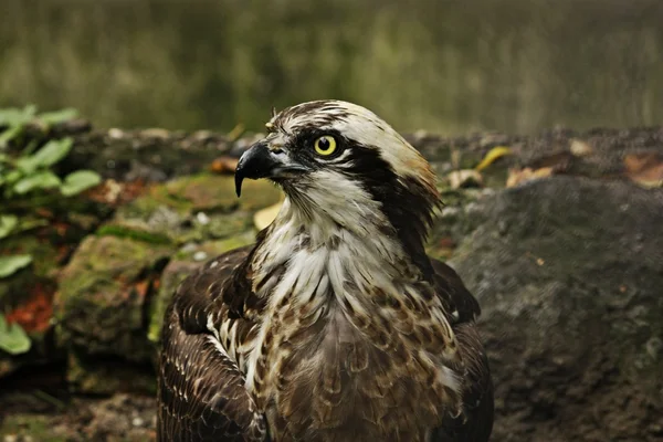 Vahşi hayvan: bir kartal