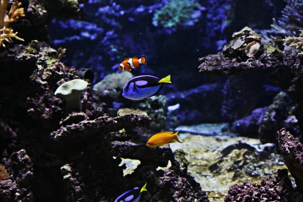 stock image Fish in aquarium