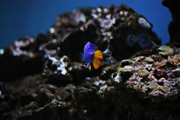 stock image Fish in aquarium