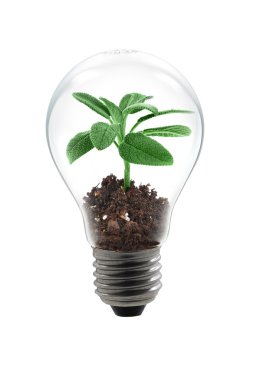 Plant bulb clipart