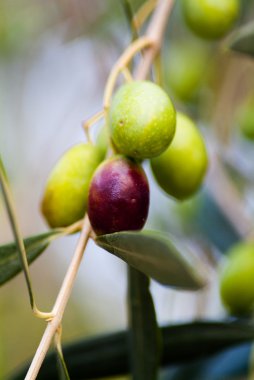 zeytin