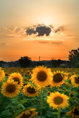 Sunflower field clipart